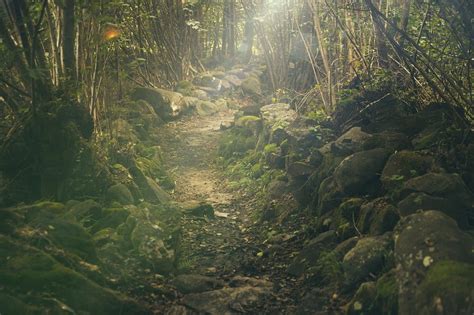The Enchanting World of Forest Sounds: Unleashing Your Inner Creativity